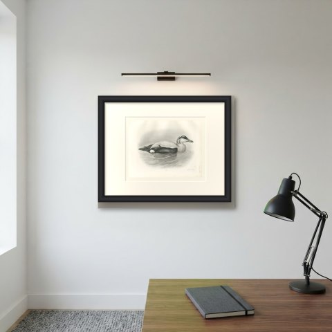 Eider Drake Swimming, Plate CLXXXVII after Lilian Medland, c. 1909, shown framed on a wall
