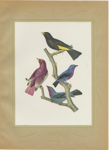Purple-Throated and Other Cotingas, Brazilian Bird Print, Descourtilz, 1944, view 2