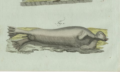 Original Antique Print of Four Seals by Bertuch, c. 1800, close-up 6