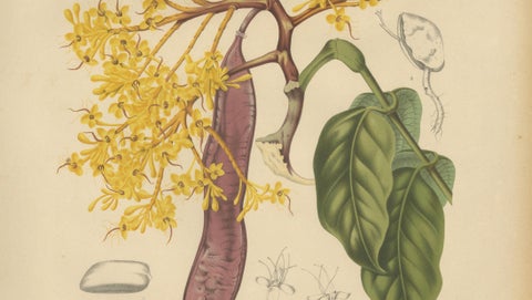 Original Antique Botanical Chromolithograph of Yellow Saraca, c.1880, close-up 3