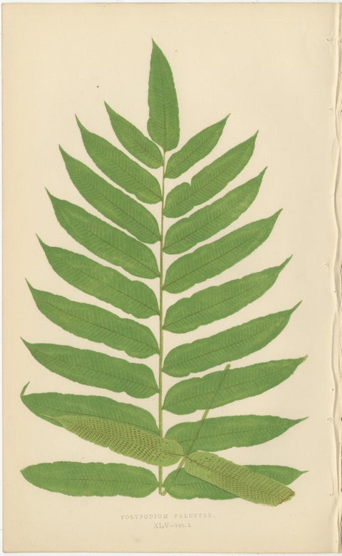 Collection of 10 Original Antique Tropical Fern Lithographs by E.J. Lowe, 1856, view 8