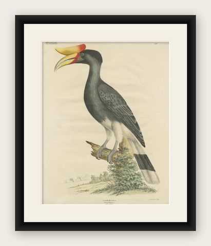 Antique Bird Print of the Rhinoceros Hornbill by Goldfuss, circa 1824, shown framed
