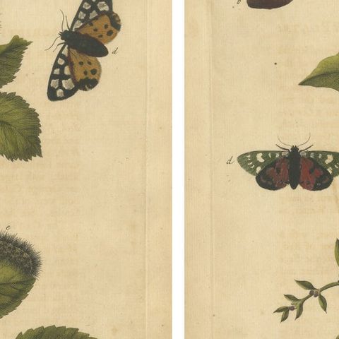 English Tiger & Footman Moths, Scarlet Tiger, Speckled Footman, Albin 1720, close-up 1