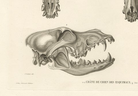 Rare Engraved Prints of Skulls of an Eskimo Dog and The Icelandic SheepDog, 1842, close-up 4