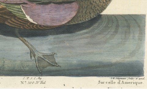 Hand-Colored Engraving of the American Variegated Teal by Seligmann, ca.1770, close-up 3