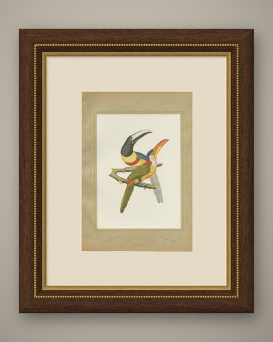 Curl-Crested, Chestnut-Eared Aracaris, Brazilian Bird Print, Descourtilz, 1944, shown framed