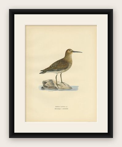 Antique Bird Print of the Wader 'Winter' by Von Wright, 1929, shown framed