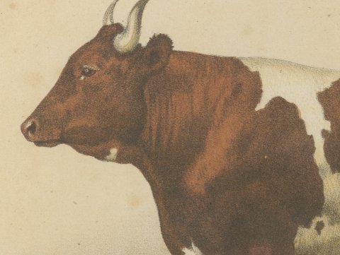 Comtoise Cow, French Cattle Breed, Antique Chromolithograph by Borie, 1863, close-up 1