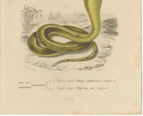 Snake Print of Coral Snake and Egyptian Cobra, c.1850, by Orbigny, close-up 1