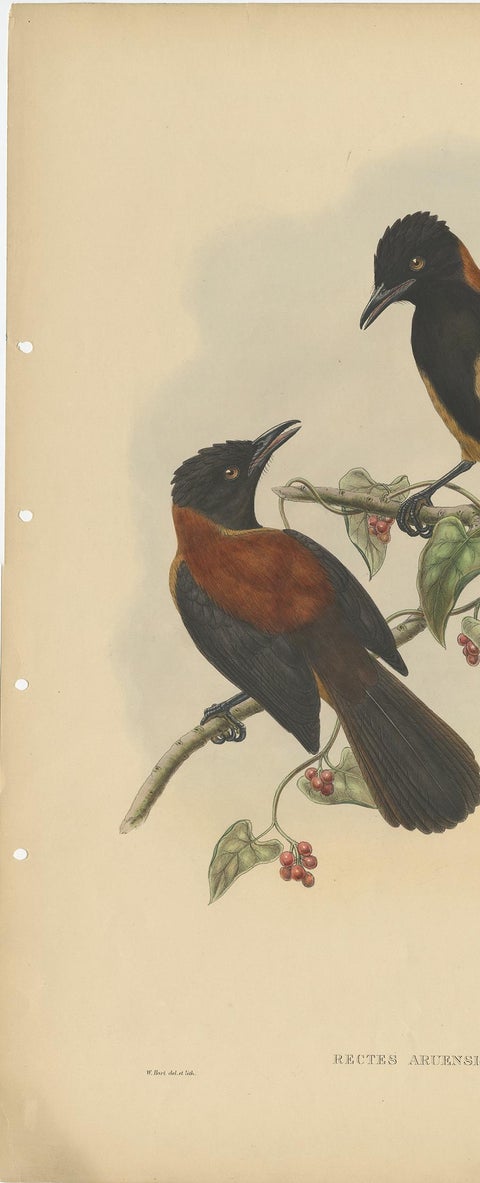 Antique Bird Print of the Aru-Island Wood-Shrike by J. Gould, circa 1875, view 3
