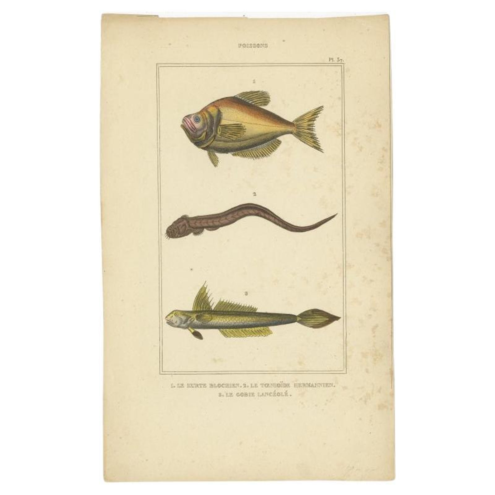 Antique Print of the Goby and Other Fish Species, 1844