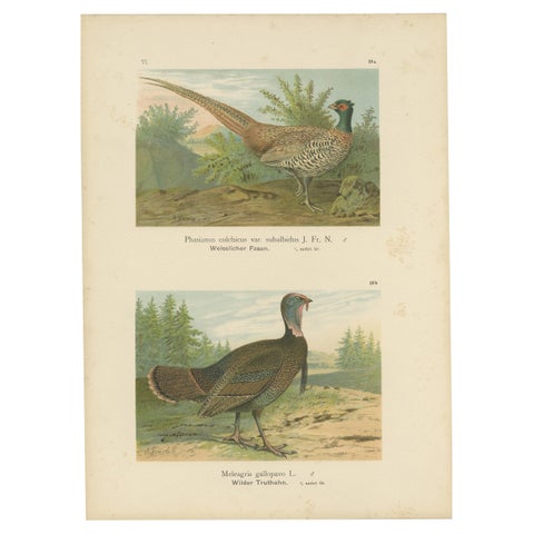 Pheasant and Wild Turkey, Antique Chromolithograph Game Birds c.1895