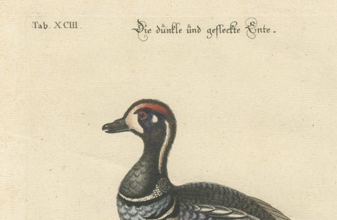 Hand-Colored Engraving of the Dark and Spotted Duck by Seligmann, ca.1770, close-up 3