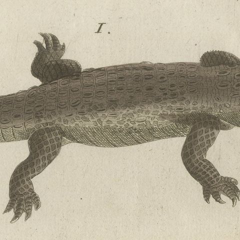 Crocodile with a Study of Its Skull, Antique Bertuch Print, Vienna, circa 1809, close-up 3