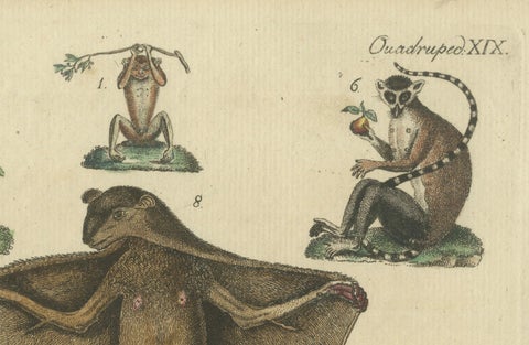 Antique Hand-colored Engraving of Lemurs and Flying Mammals, c.1800, close-up 4