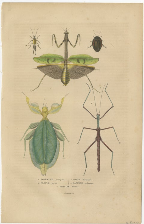 19th Century Insects Microorganisms Handcolored Antique Engraving, 1845, view 2