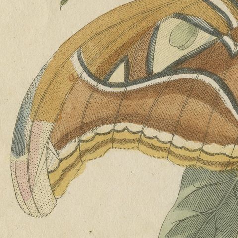Atlas Moth on a Flowering Branch, Antique Bertuch Print, Vienna, circa 1805, close-up 6