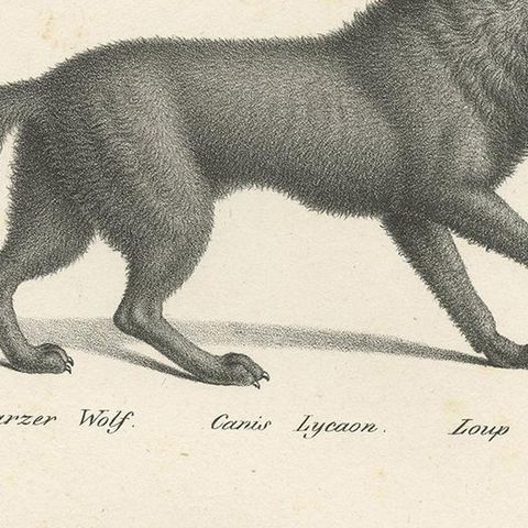 Antique Print of Wolves by Schinz, 'c.1830', close-up 2