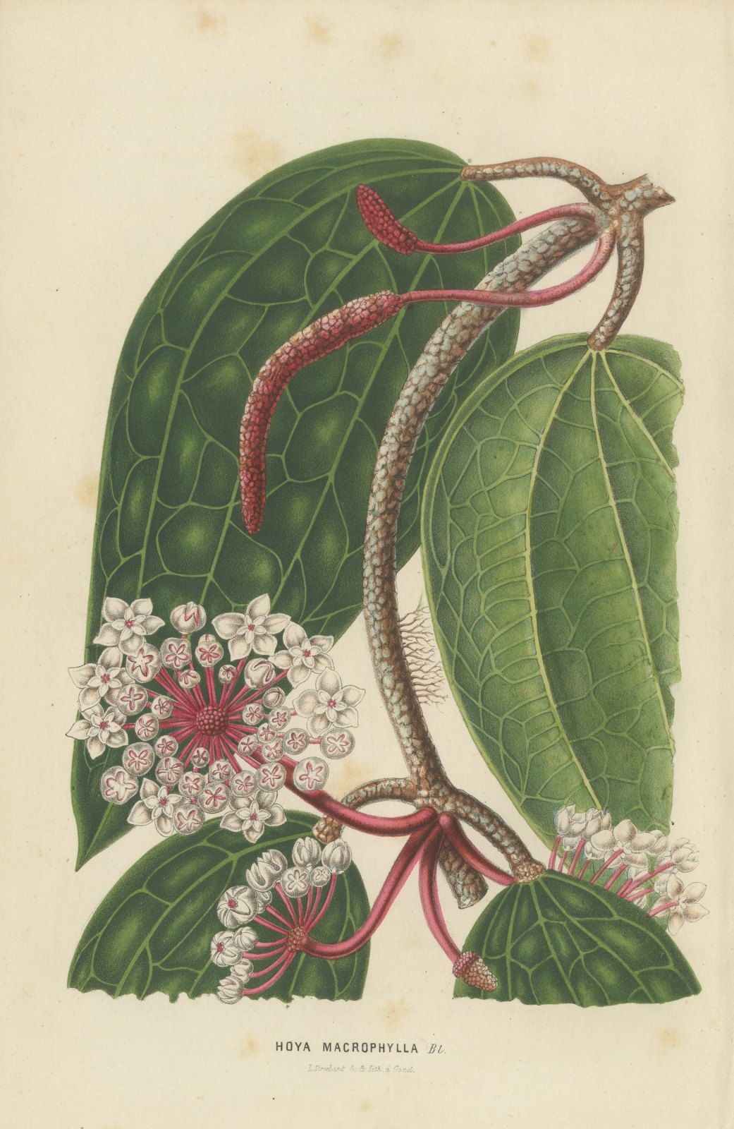 Hoya Macrophylla, Wax Plant in Flower Chromolithograph, 1859