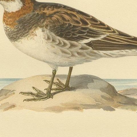Original Antique Bird Print of the Northern Phalarope, 1929, close-up 2