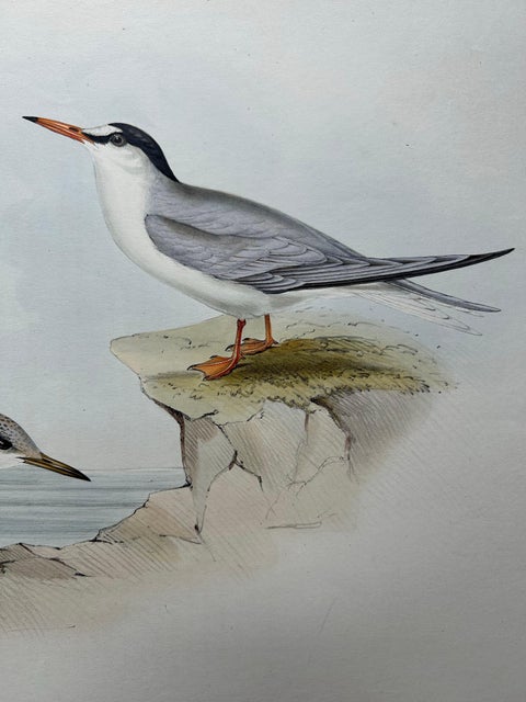Little Tern, Antique Bird Print by John Gould, Europe Series c.1832, view 8