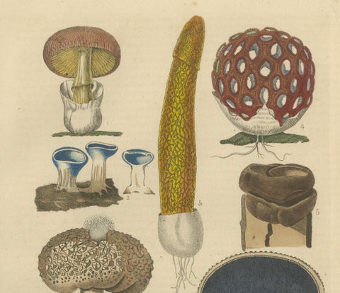 Illustrated Fungi from 'Dictionnaire Classique des Sciences Naturelles, 1845, close-up 3