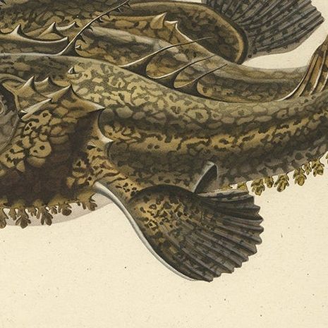 Antique Ichthyology Print, Anglerfish (Lophius piscatorius), Gaimard 1842, close-up 5