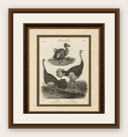 Rare Copperplate Engraving of the Extinct Dodo and an Ostrich, 1805, shown framed