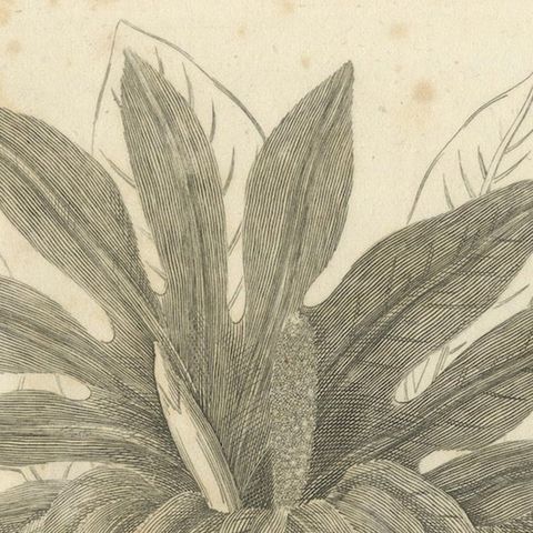 Antique Botanical Print of Breadfruit of Otaheite by Bryan Edwards, 1818, close-up 5