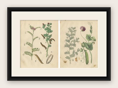 Antique Peas and Beans Botanical Prints, Legumes Study, Germany 1852, shown framed