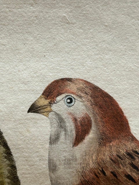 Emberiza nivalis, Antique Snow Bunting Print by Nozeman & Sepp, 1809, view 7
