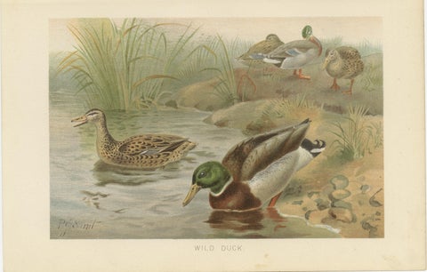 Antique Wild Duck Print Mallard Ducks Wetland Scene Chromolithograph c.1895, view 2