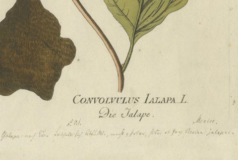 Convolvulus Jalapa Botanical Engraving - Icones Plantarum Medicinalium, 1788, close-up 1
