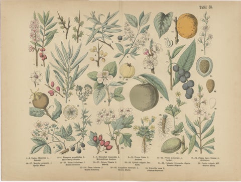 German Botanical Plates, Exotic Plants & Fruit Trees, Stuttgart c.1890, view 3
