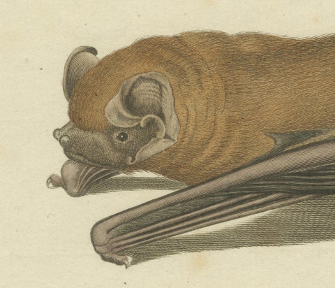 An Engraved Glimpse into the Nocturnal Ballet of Bats, circa 1774, close-up 5