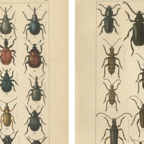 Antique Longhorn Beetle Chromolithographs, European Cerambycidae, Calwer 1893, close-up 1