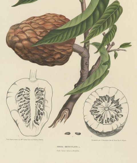 Annona Reticulata, Custard Apple Botanical Lithograph c.1864, view 4