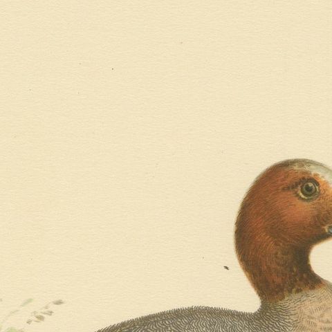 Rustic Grace: A Vintage Print of The Eurasian Wigeon by Magnus von Wright, 1929, close-up 3