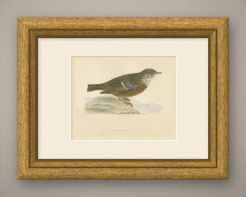 Alpine Warbler or Alpine Accentor on a Rock, Hand Colored Print, 1896, shown framed