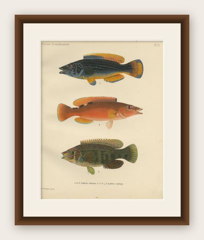 Colorful Wrasse Duo and Corkwing - Vibrant 19th Century Fish Lithograph, shown framed