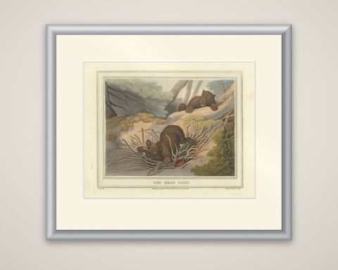 Foreign Field Sports: The Bear Triap Aquatint by Dubourg, Merke & Howitt, 1813, shown framed