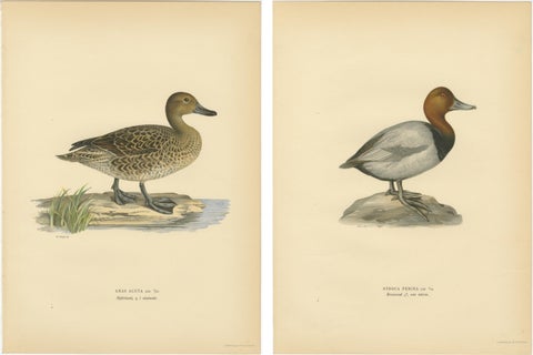 1929 Swedish Duck Lithographs Pair, Pintail & Pochard, view 4