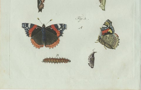 Original Antique Print of Peacock and Red Admiral Butterflies by Bertuch, c.1800, close-up 3