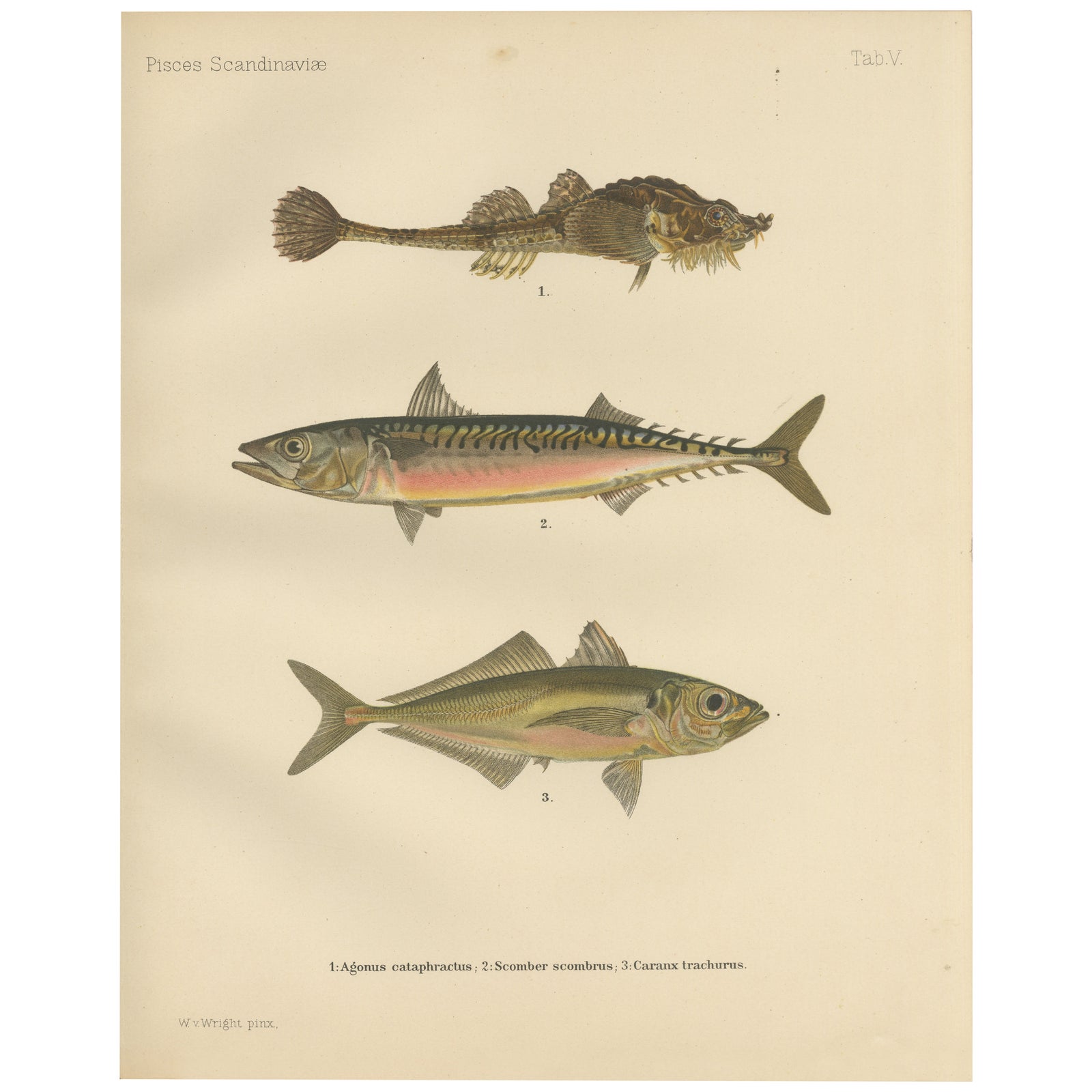 Armored Bullhead, Atlantic Mackerel and Horse Mackerel - Amazing 1895 Fish Litho