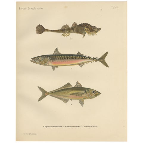 Armored Bullhead, Atlantic Mackerel and Horse Mackerel - Amazing 1895 Fish Litho