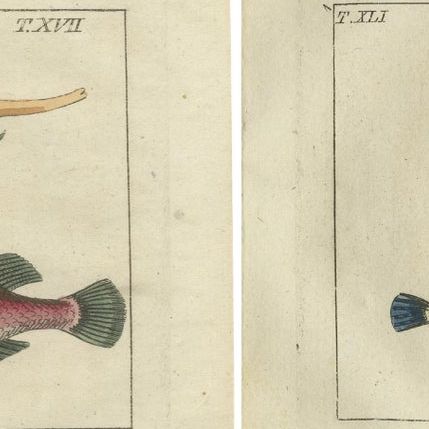 Set of 4 Antique Fish Prints - Snake Blenny - Lumpfish - Snipefish, close-up 1