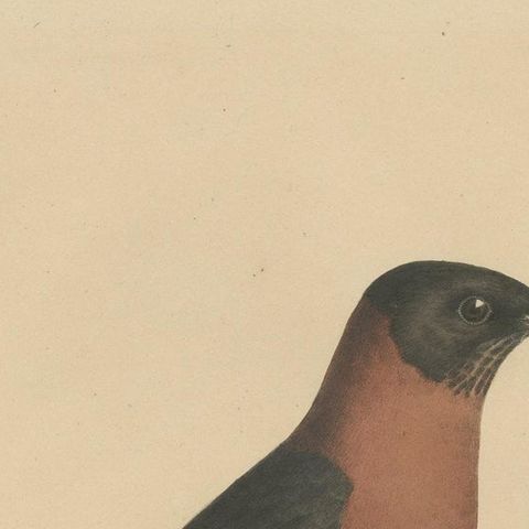 Antique Bird Print of a Rufous-Collared Thrush by Severeyns 'c.1850', close-up 1