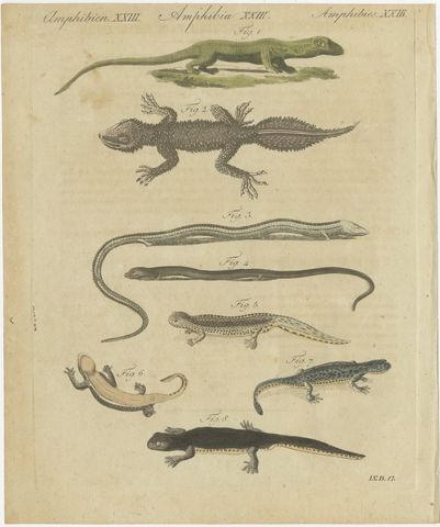 Lizards and Newts, Eight Species, Antique Bertuch Print, Vienna, circa 1805, view 2