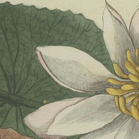 Elegant Water Lily Illustration: Handcolored Engraving from Bertuch, 1805, close-up 4