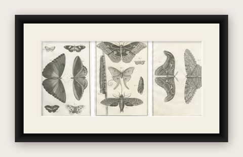 Set of Three Antique Engravings, Butterflies and Moths, 18th Century c.1770, shown framed